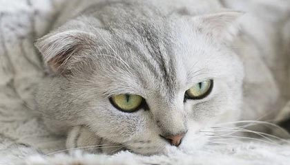 九游官方网站-蜕变重生，篮球巨星诺维茨基再次捧杯，nba诺维茨基