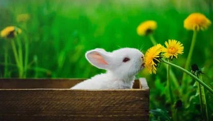 九游体育官方app-凯尔特人力克尼克斯，抢七大战中塔图姆创下生涯新高，凯尔特人选中塔图姆